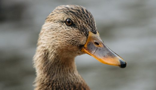 【選挙で再戦できなかった政治家】lame duck “レイムダック”の意味とは