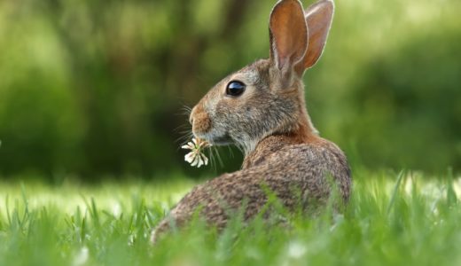 dust bunny で「ホコリのかたまり」?!  dust bunny の意味とは