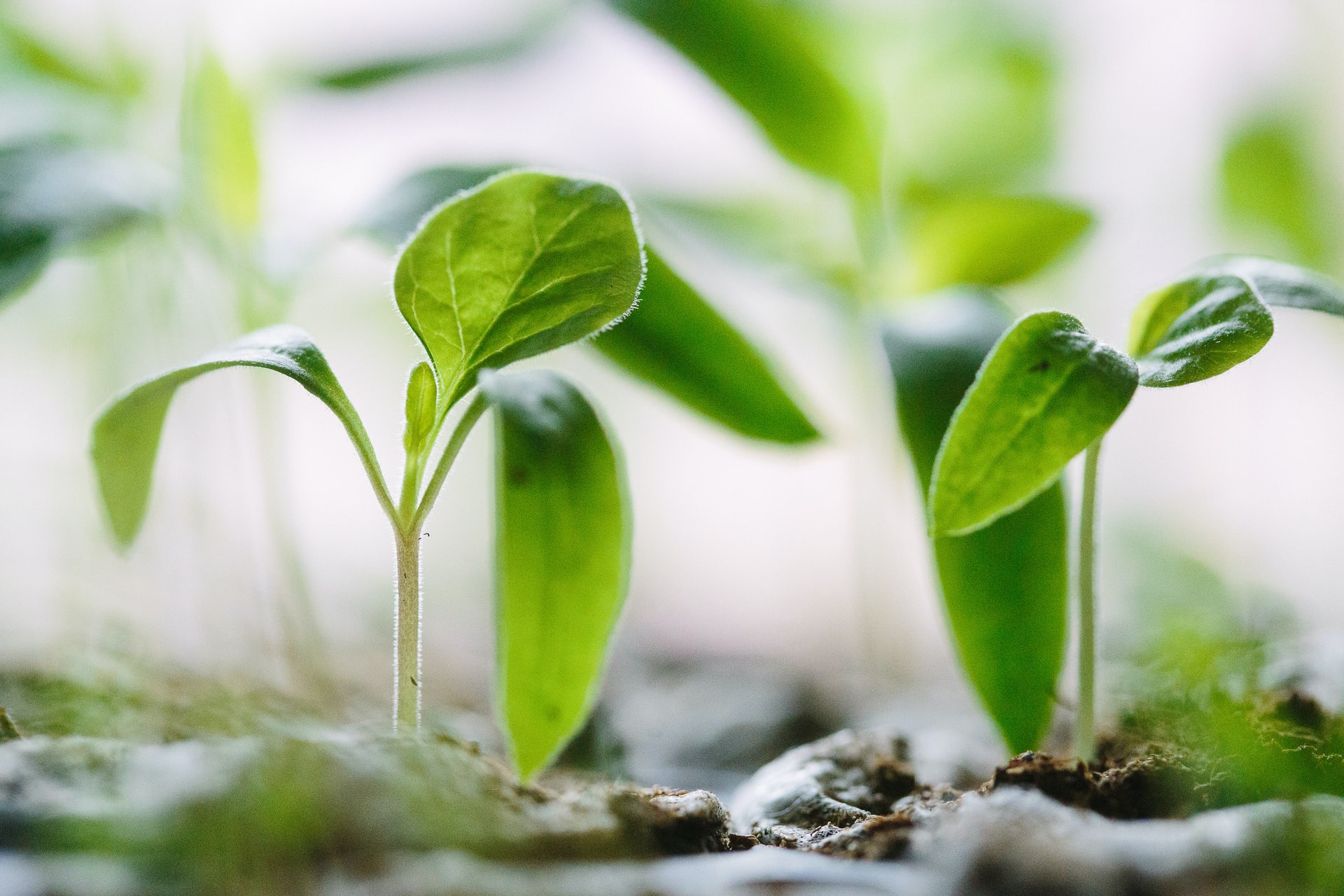 上級者でも間違えやすい Lawn と Grass の違い 上級英語ウェブメディア らいトレ